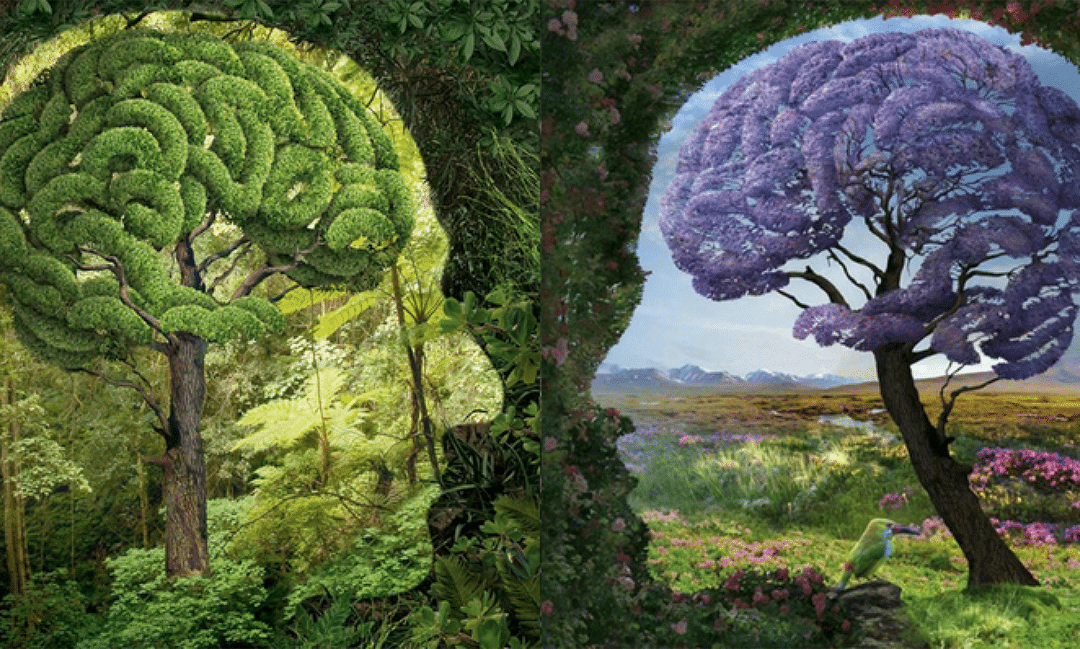 Despertar de Consciencia